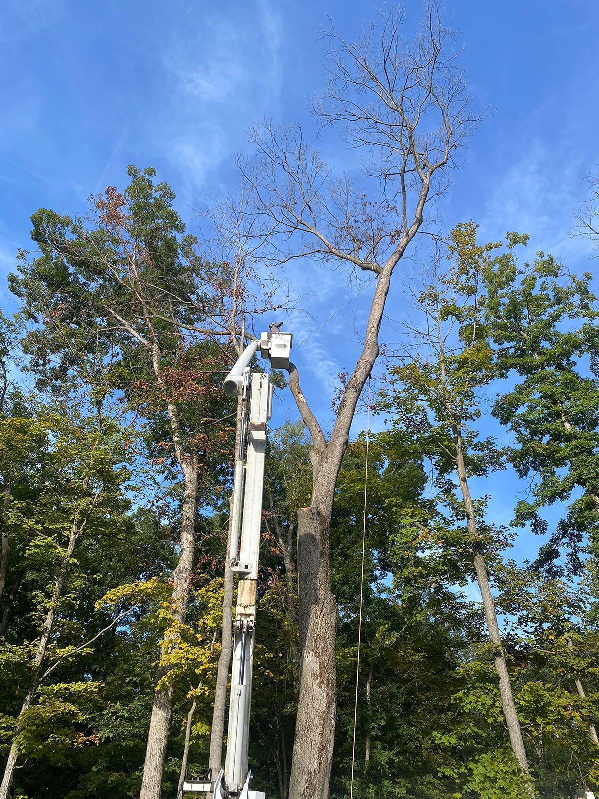 Bucket truck trimming a tall tree against a blue sky, with several green trees nearby