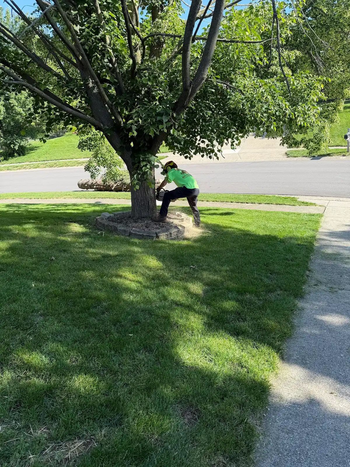 Person in a green shirt crouches by a tree in a sunny yard beside a sidewalk.