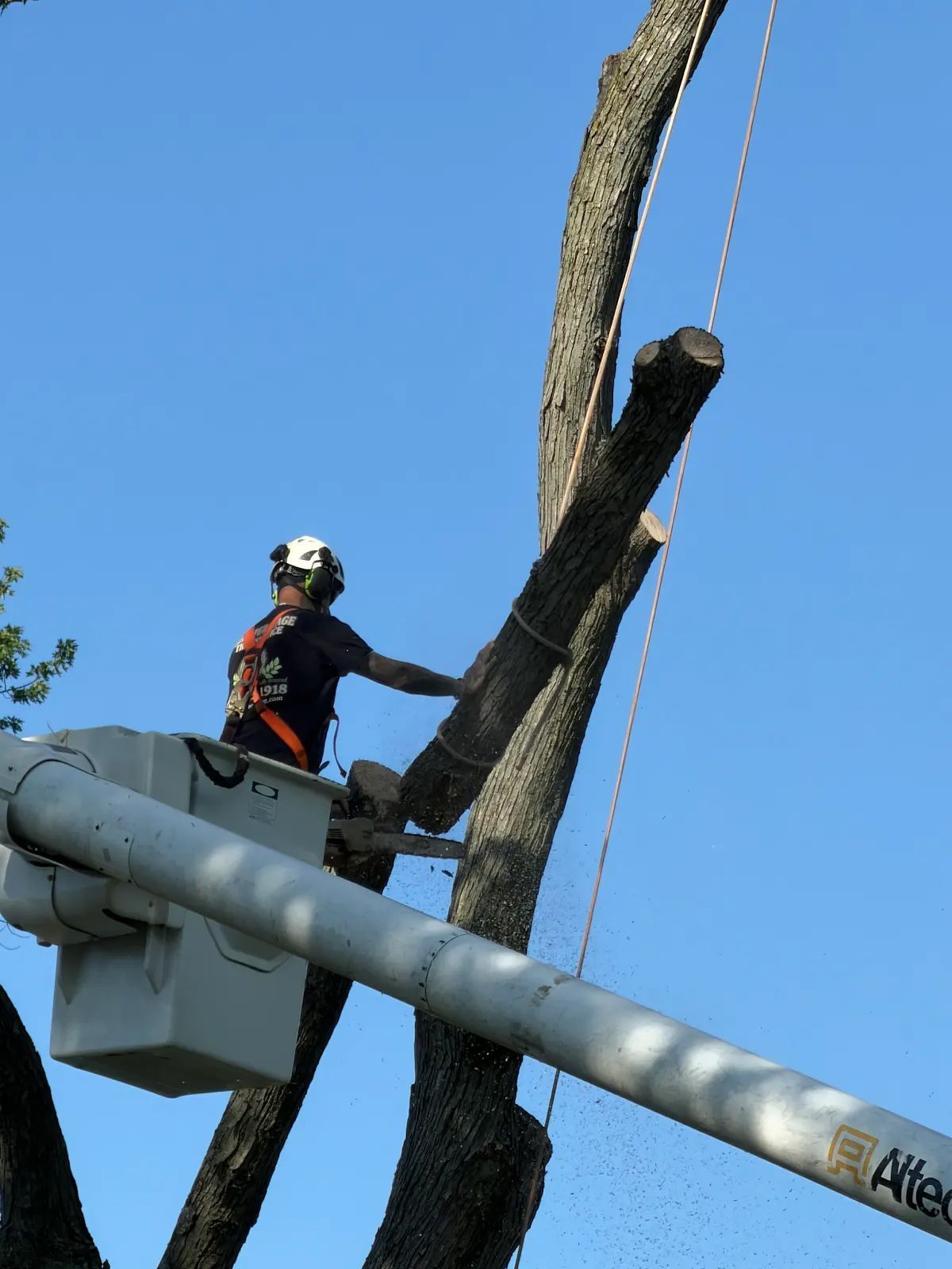 Worker in a bucket lift trimming a tall tree against a blue sky