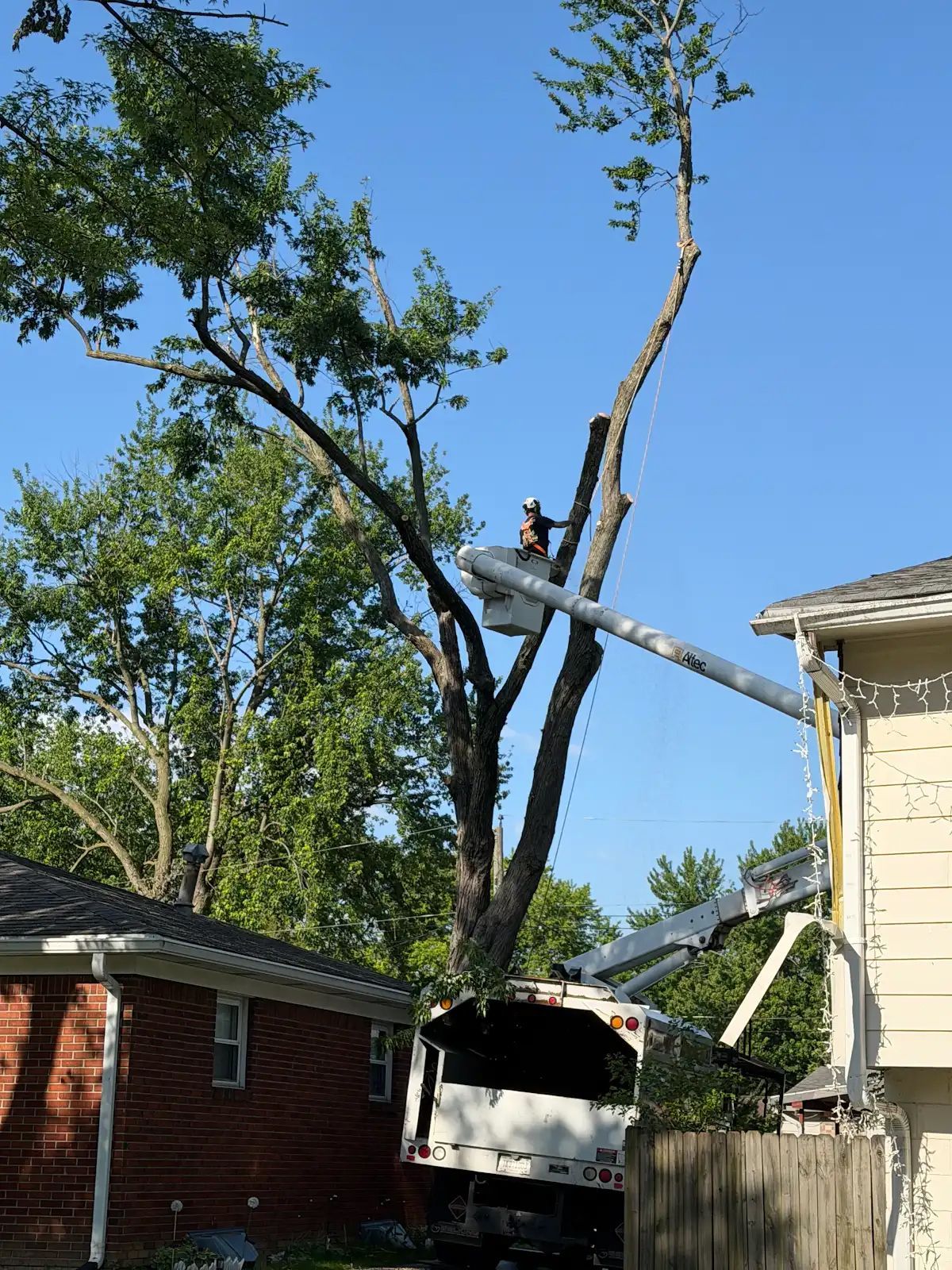 Worker trimming a tall tree beside houses, with a crane arm lifting branches.