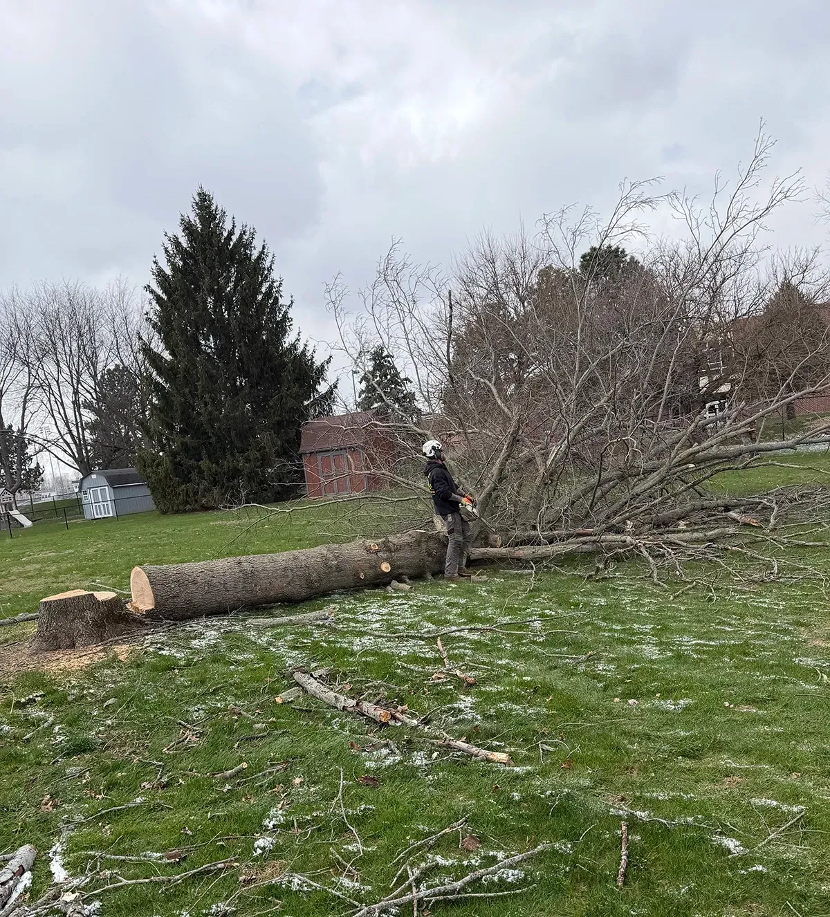 Fallen tree trunk and branches on a grassy yard under a cloudy sky