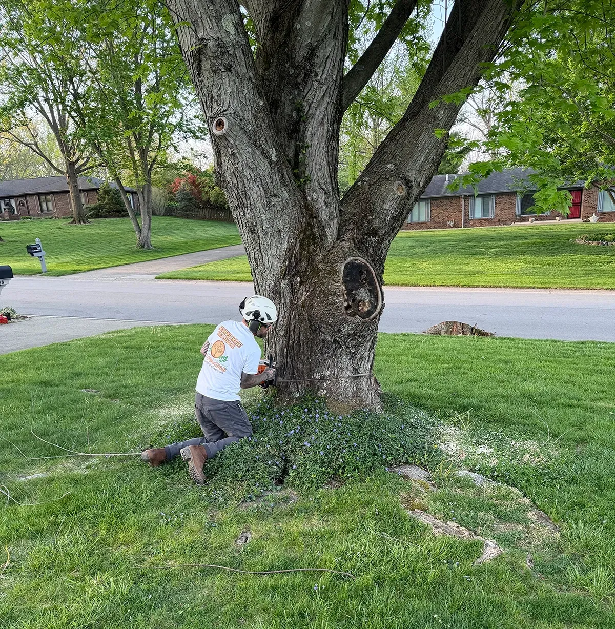 Child kneeling by a large tree in a grassy yard, reaching into a hollow trunk