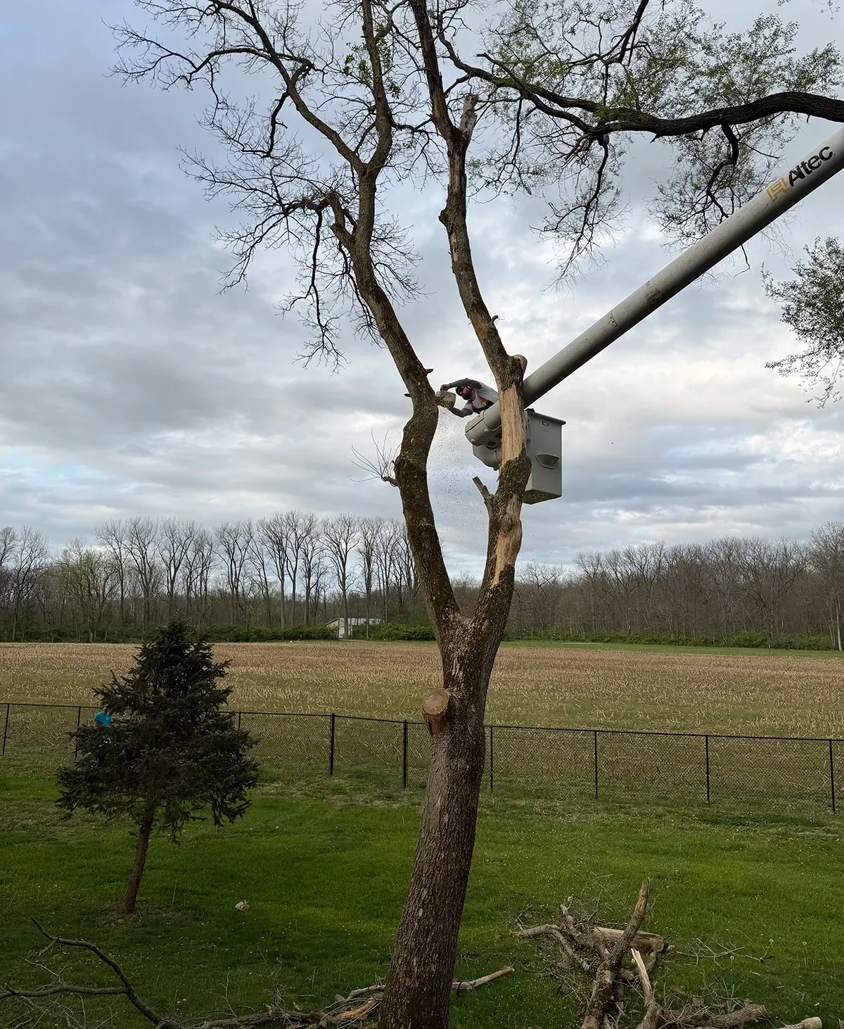 Leafless tree with a birdhouse in a grassy field under a cloudy sky