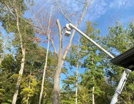 Bucket truck trimming tall trees in a wooded area under a blue sky