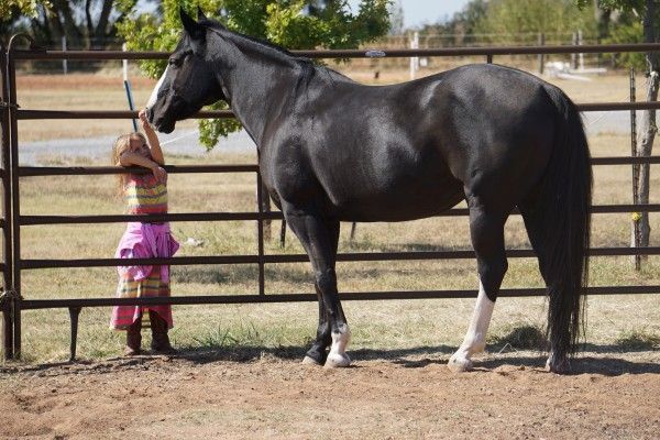 Group of Girls Looking at a Horse - Anna, TX - Spirit Song Youth Equestrian Academy A little girl is standing next to a black horse behind a fence.