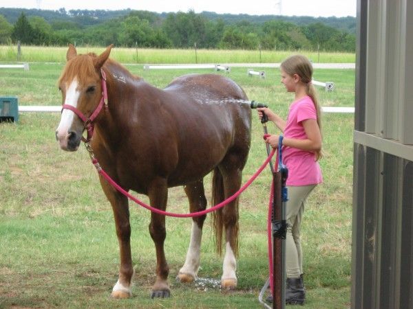 A girl is spraying a horse with a hose in a field - Anna, TX - Spirit Song Youth Equestrian Academy