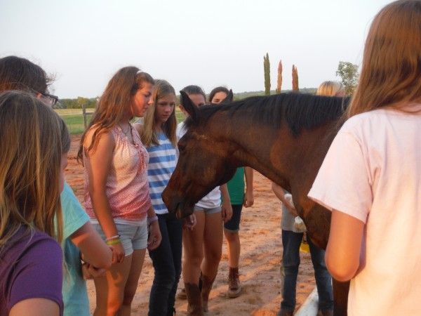 Group of Girls Looking at a Horse - Anna, TX - Spirit Song Youth Equestrian Academy A group of girls standing around a brown horse