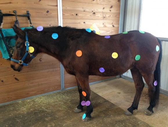 A brown horse with colorful polka dots on its body - Anna, TX - Spirit Song Youth Equestrian Academy