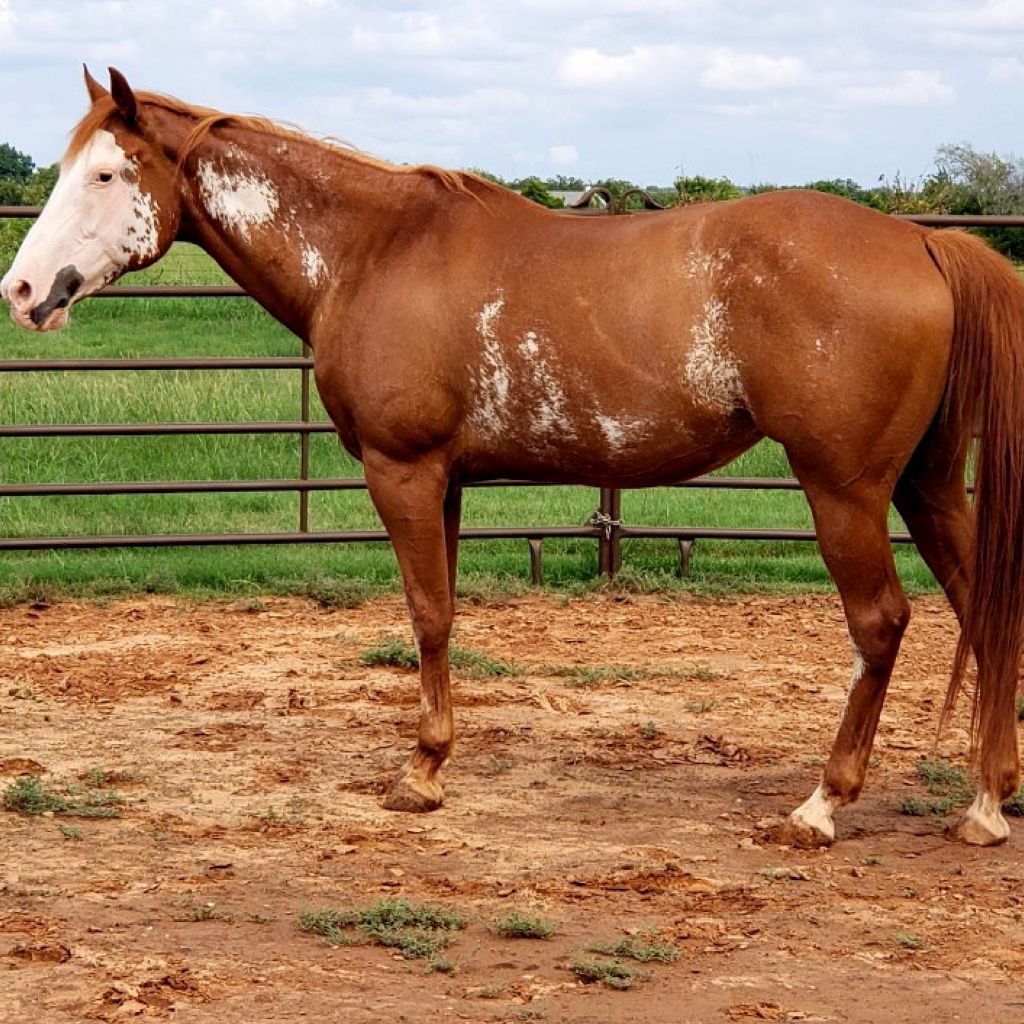 A brown horse with white spots is standing in a dirt field