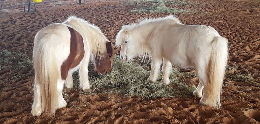 Two ponies are eating hay in a dirt field.
