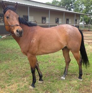 A brown horse with the letter w on its back
