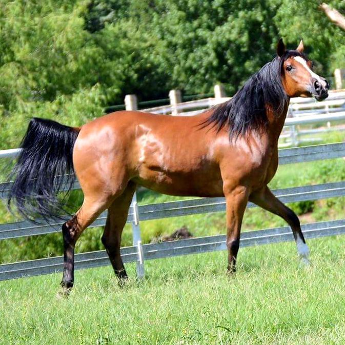 A brown horse is running in a field next to a fence.