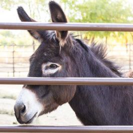 A donkey is behind a fence looking through the bars.