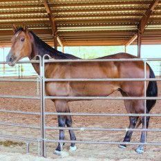 A brown horse is standing behind a metal fence in a pen.