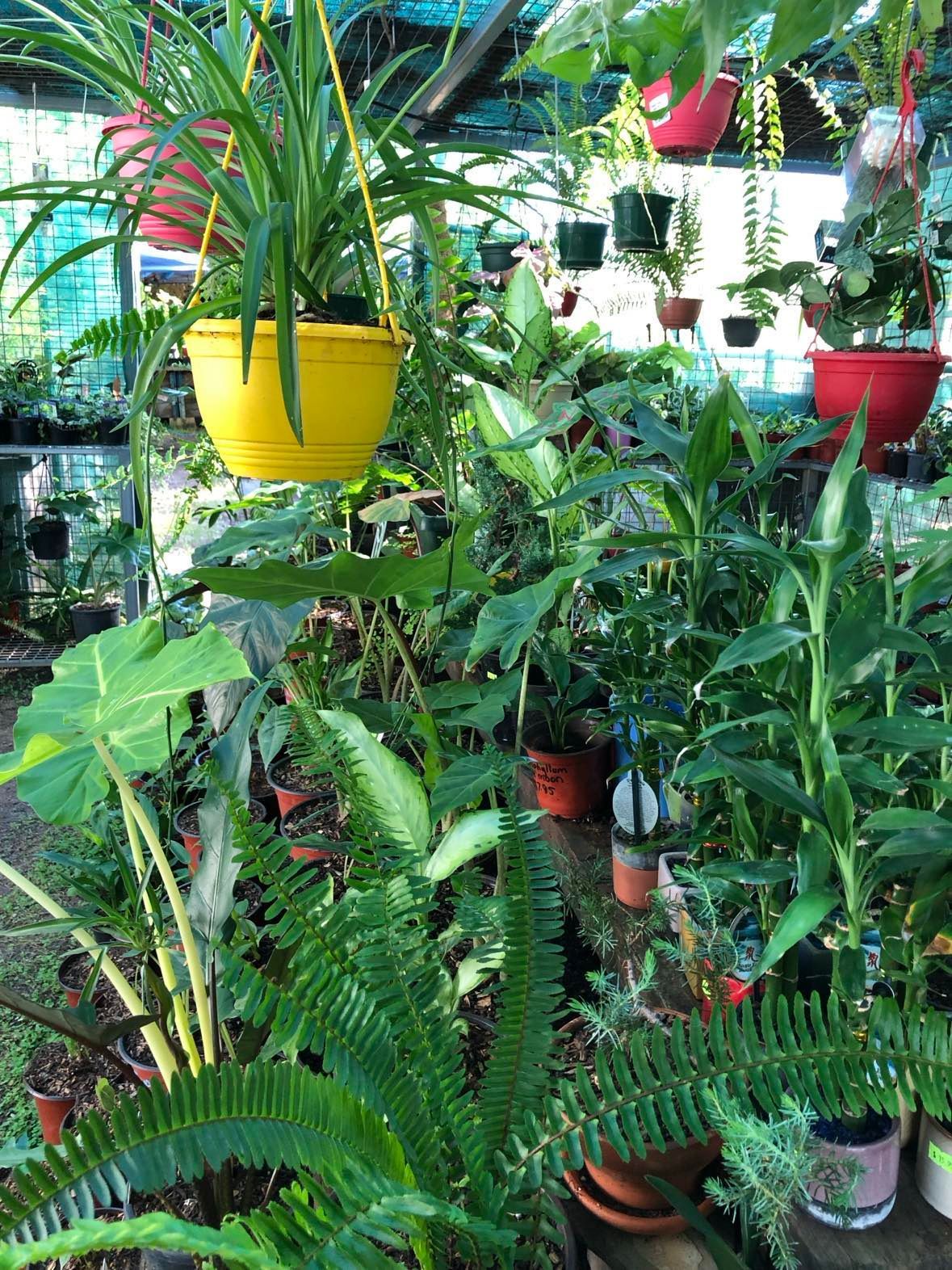 A Bunch Of Potted Plants Are Sitting On A Wooden Shelf — Leichhardt River Nursery & Skip Bin Hire In Kalkadoon, QLD