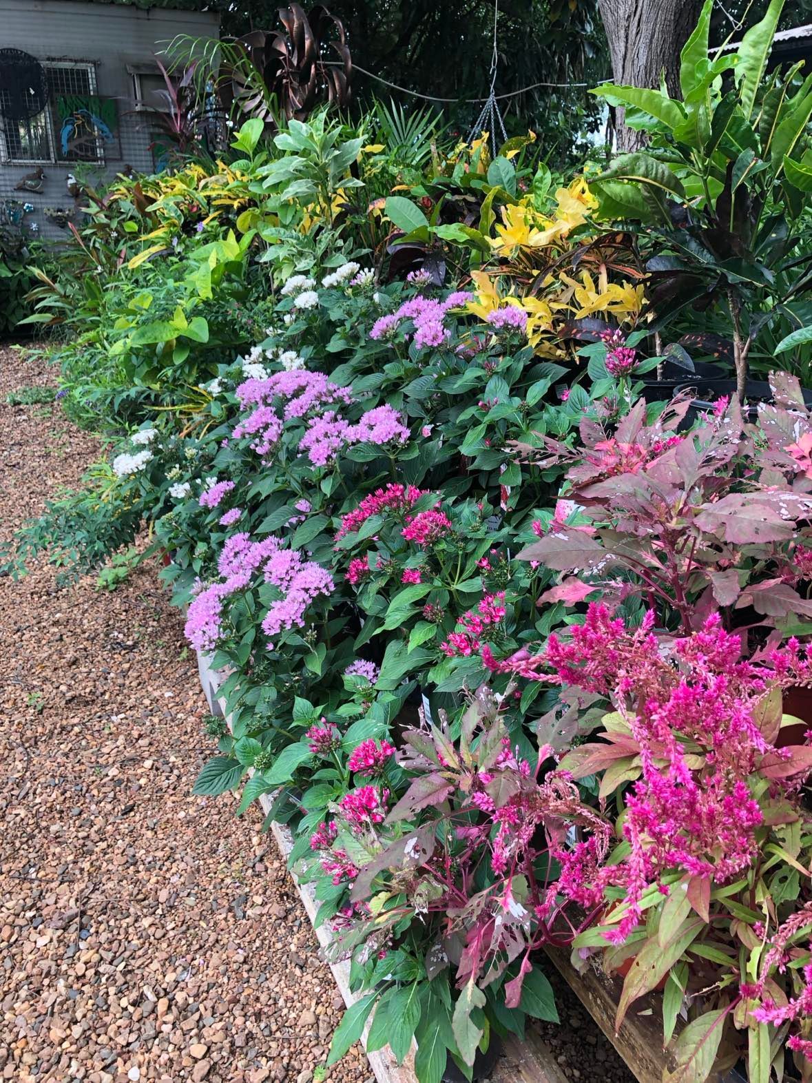 A Garden Filled With Types of Flowers and Plants  — Leichhardt River Nursery & Skip Bin Hire In Kalkadoon, QLD