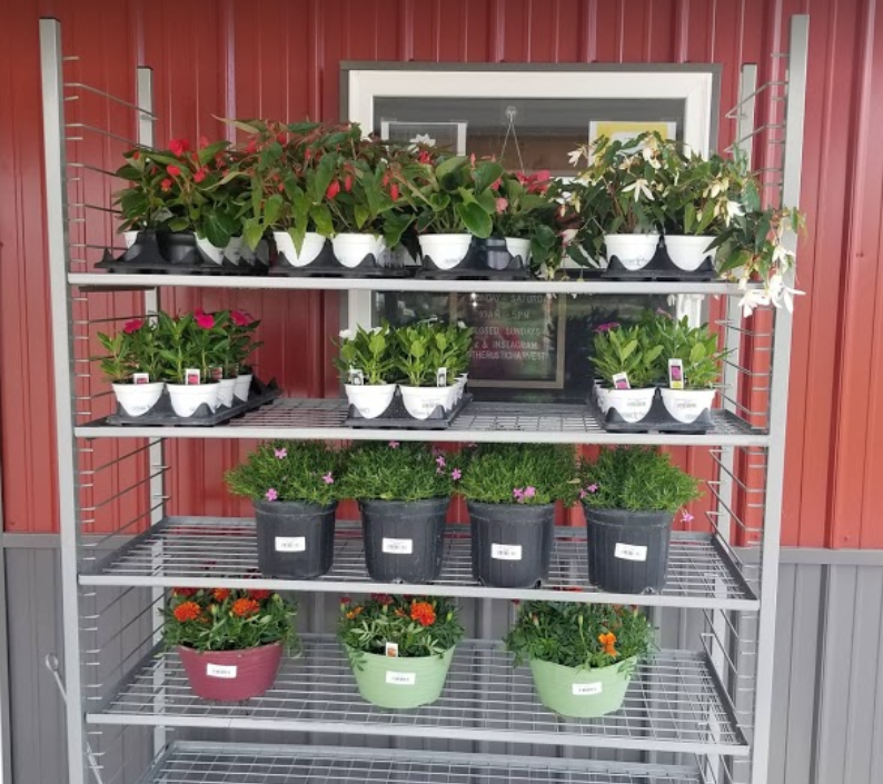 A display of potted plants on shelves outside a store