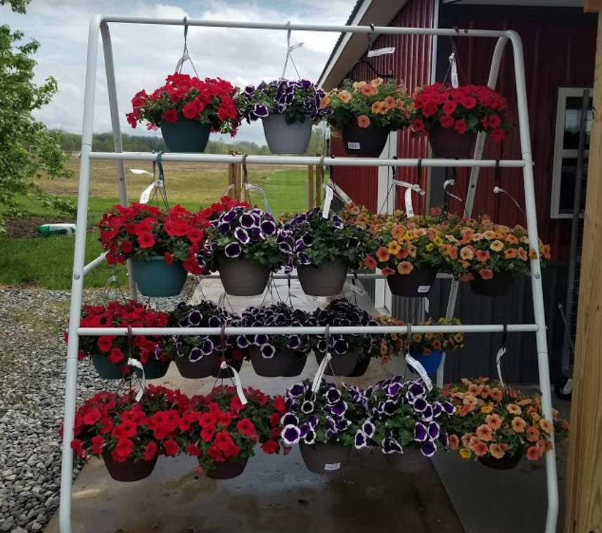 A rack full of hanging baskets of flowers