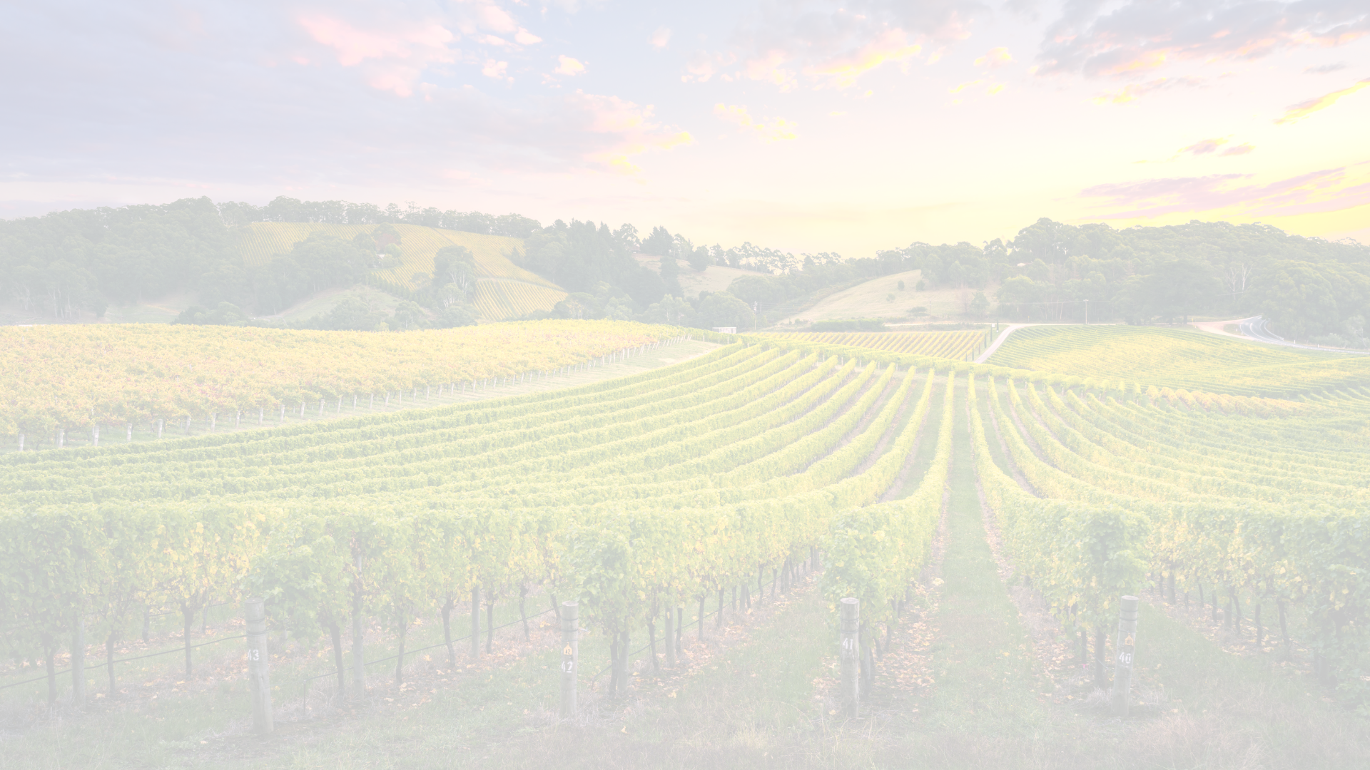 Vineyard rows stretching towards rolling hills, lit by a soft sunset.