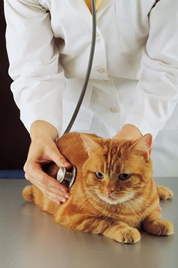 CENTRO VETERINARIO PARQUE SAN ANDRÉS