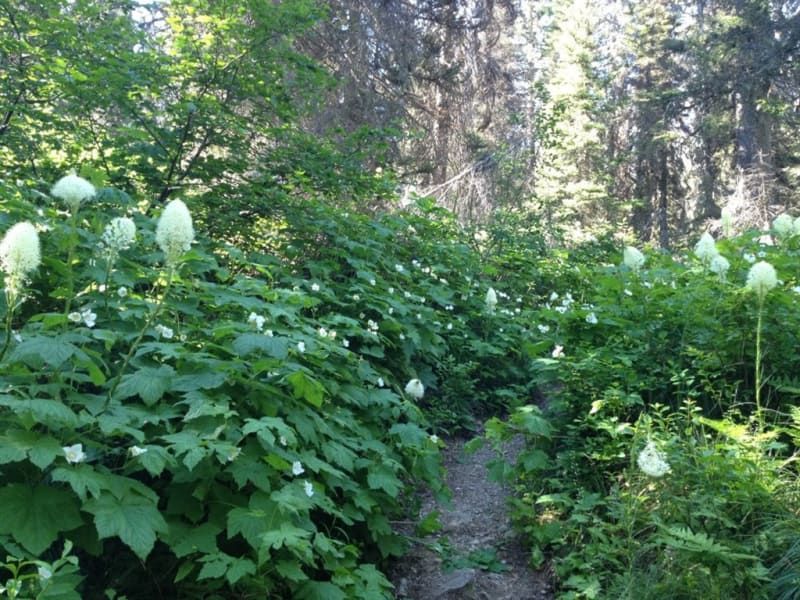 A narrow dirt path winds through lush green vegetation, with tall, white-flowered plants dominating the scene; the setting appears to be a forest.