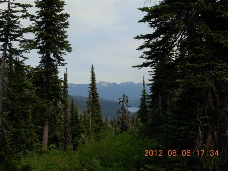 View of distant mountains framed by dark green evergreen trees, with hints of blue sky and foliage.