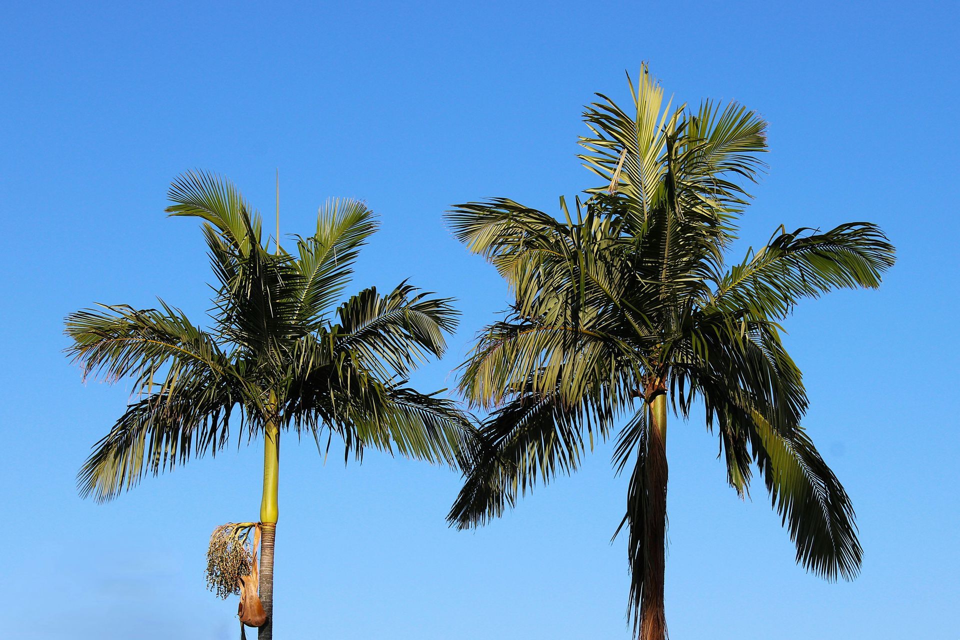 Two tall palm trees with green fronds against a bright blue sky.