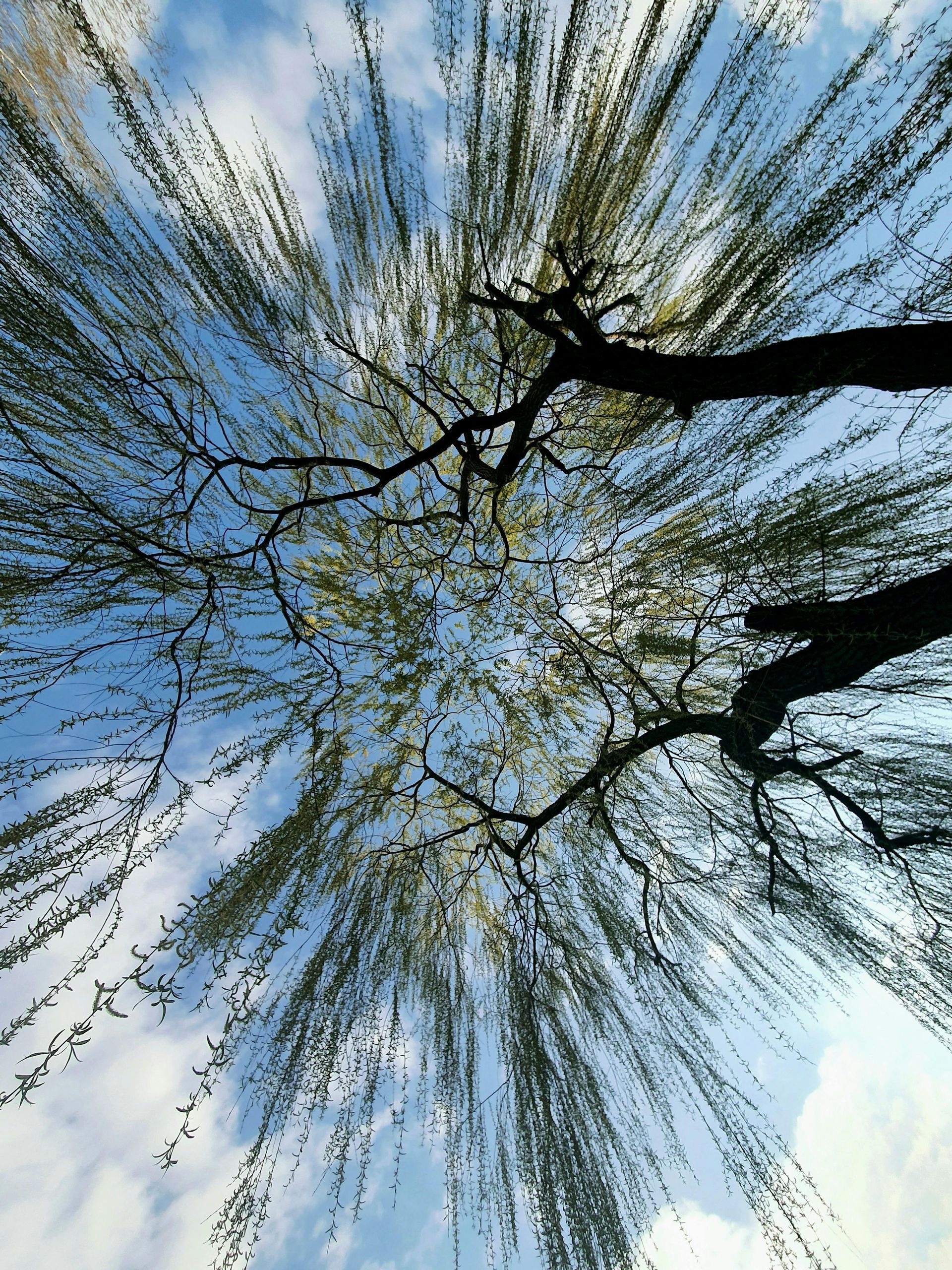 Growing willow tree