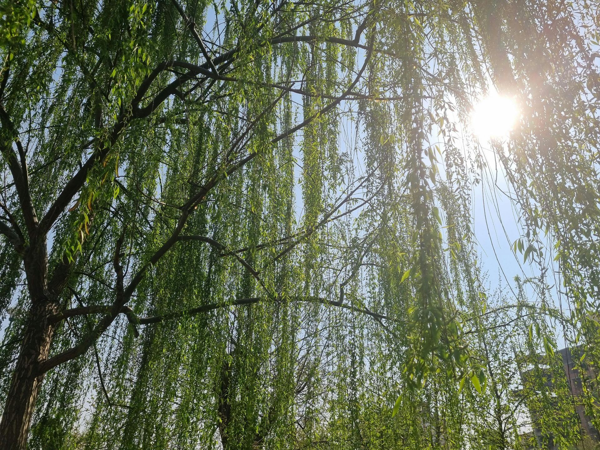 Sunlight filtering through a willow tree