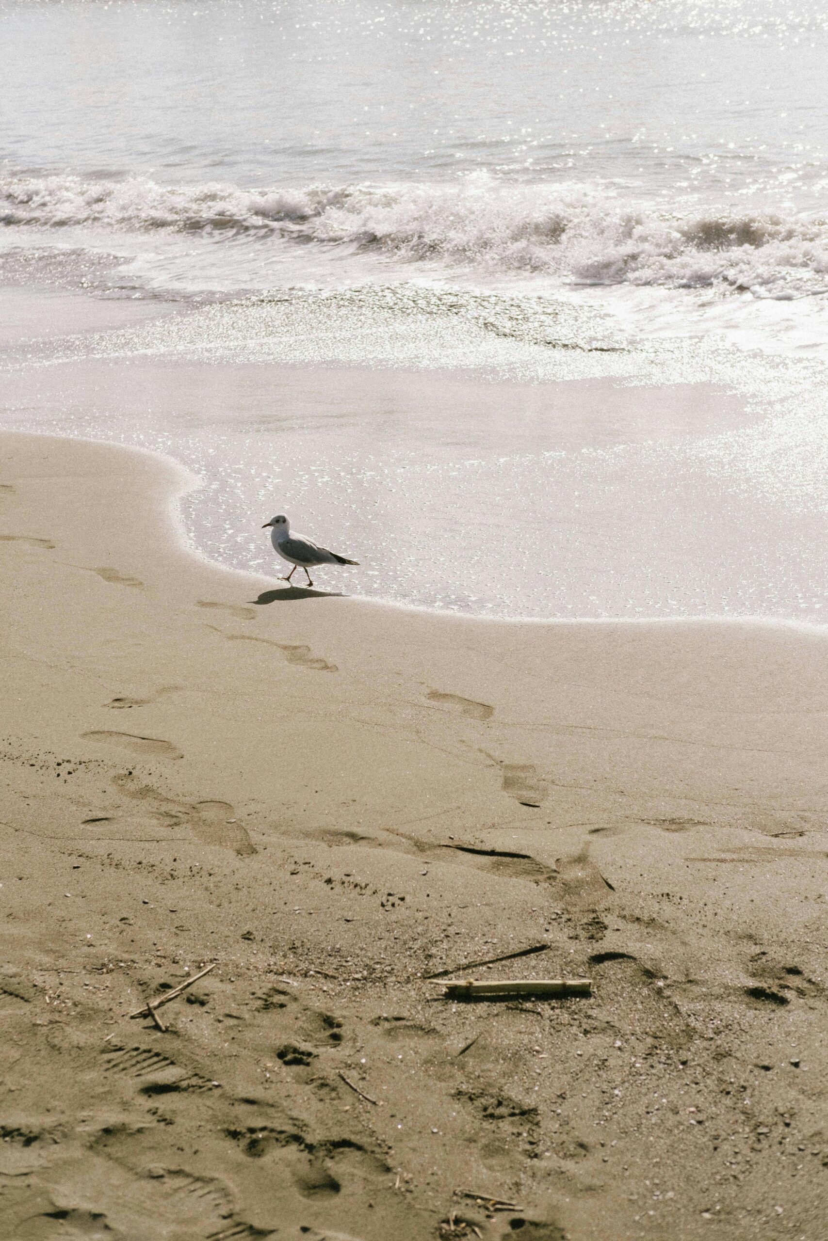 A seagull stands on a sandy beach near the ocean