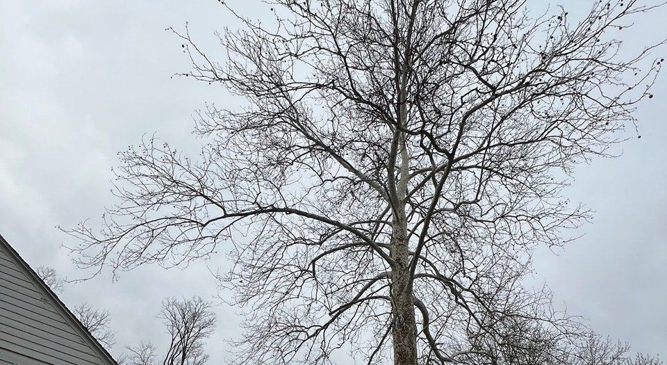 Tree Pruning in Lee Summit, MO Tree Pruning in Lee Summit, MO