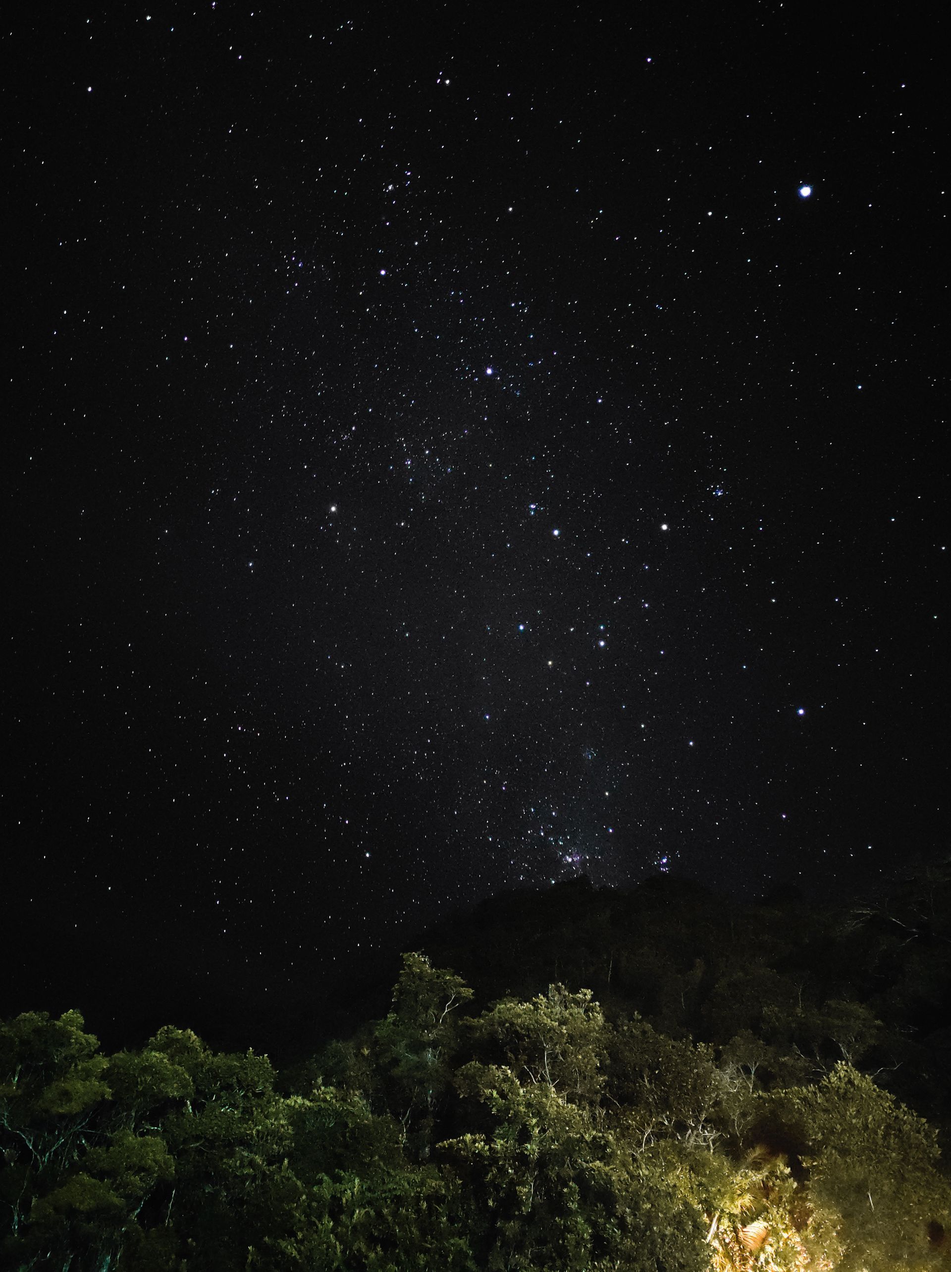 Starry night sky above silhouetted trees, with a bright light illuminating foliage below