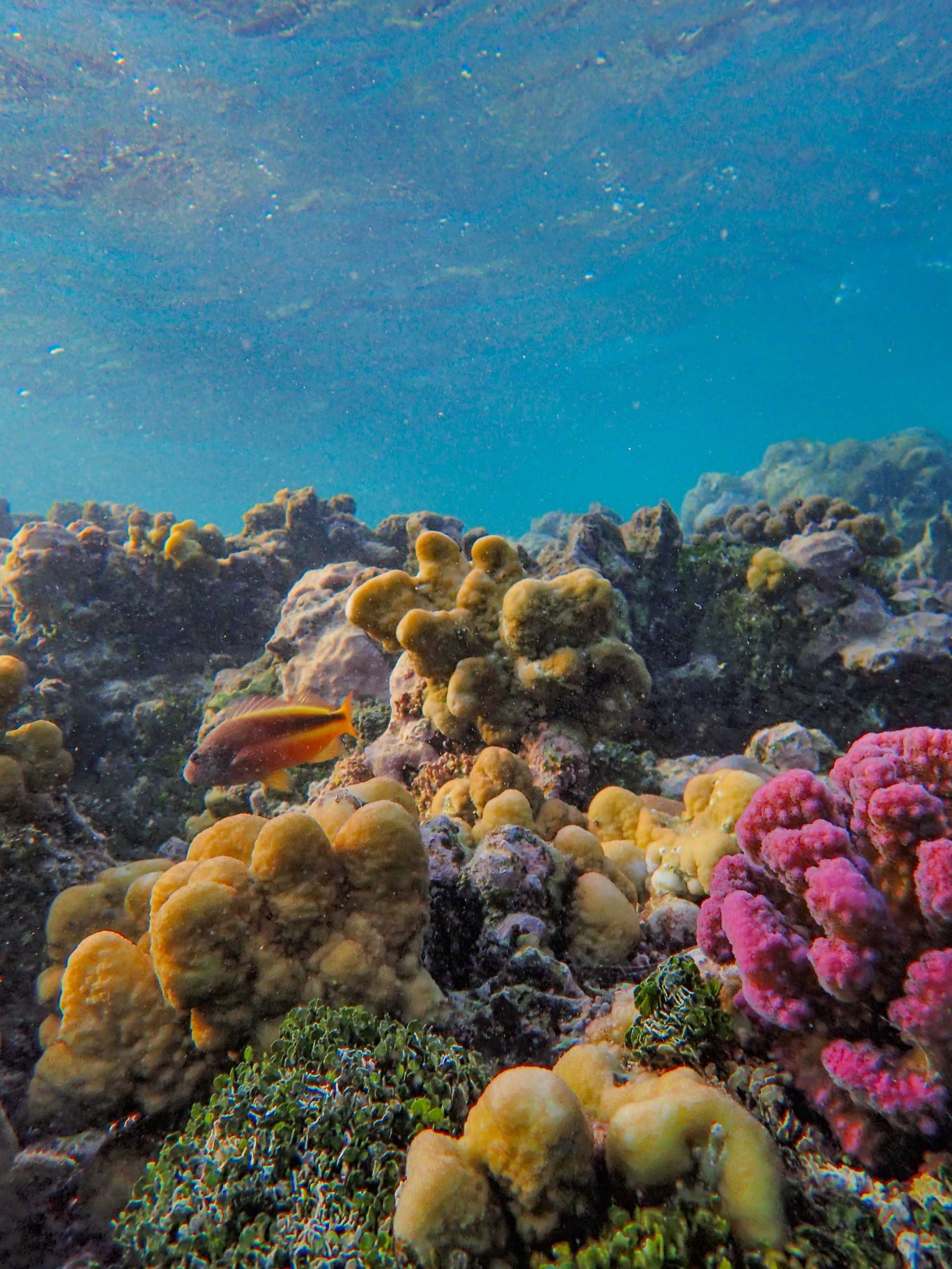 Colorful coral reef underwater, with blue water and pink, yellow, and green corals