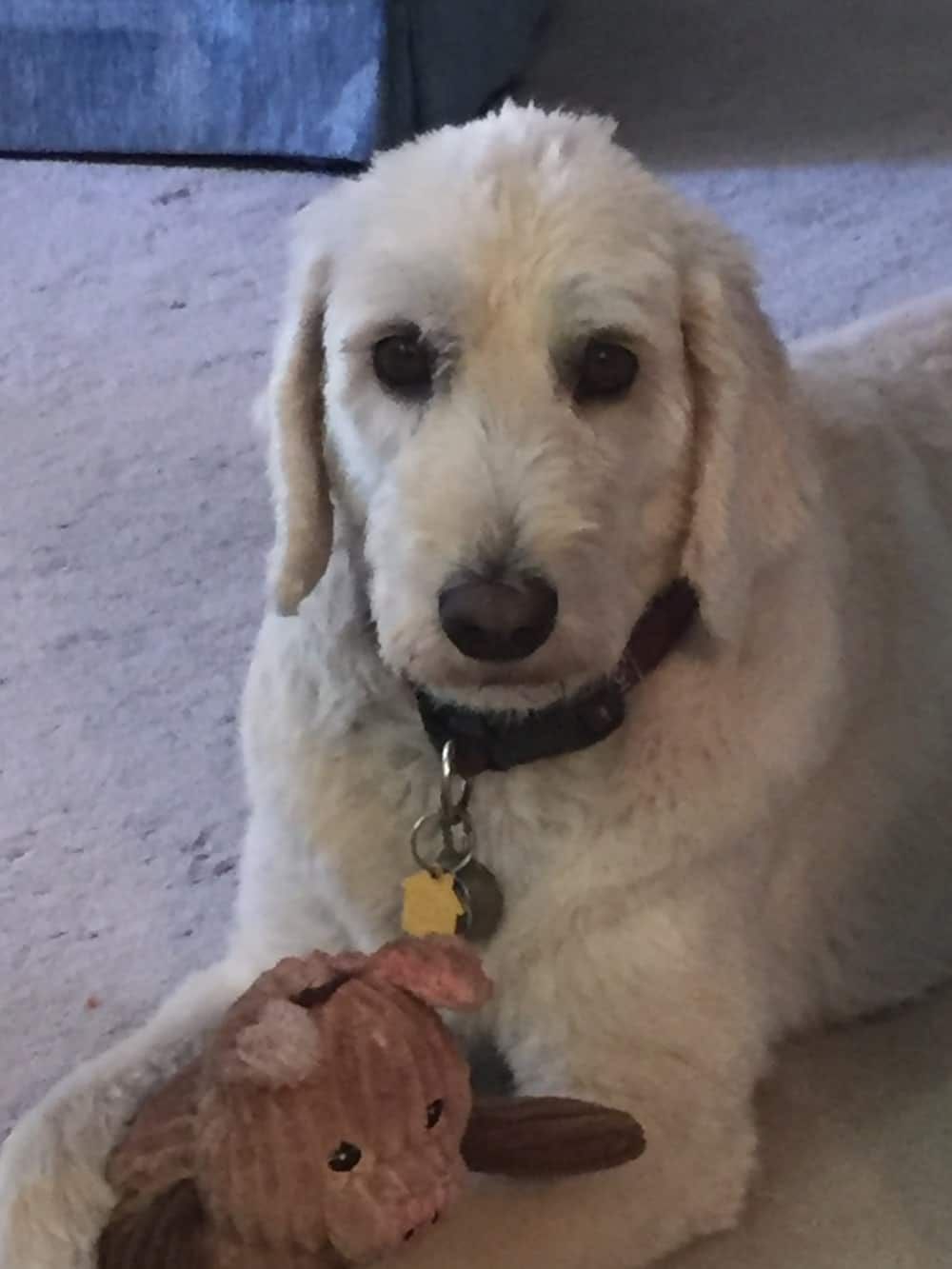 A white dog is laying on the floor next to a stuffed animal