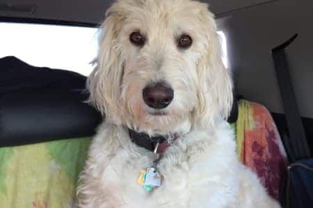 A small white dog is sitting in the back seat of a car.