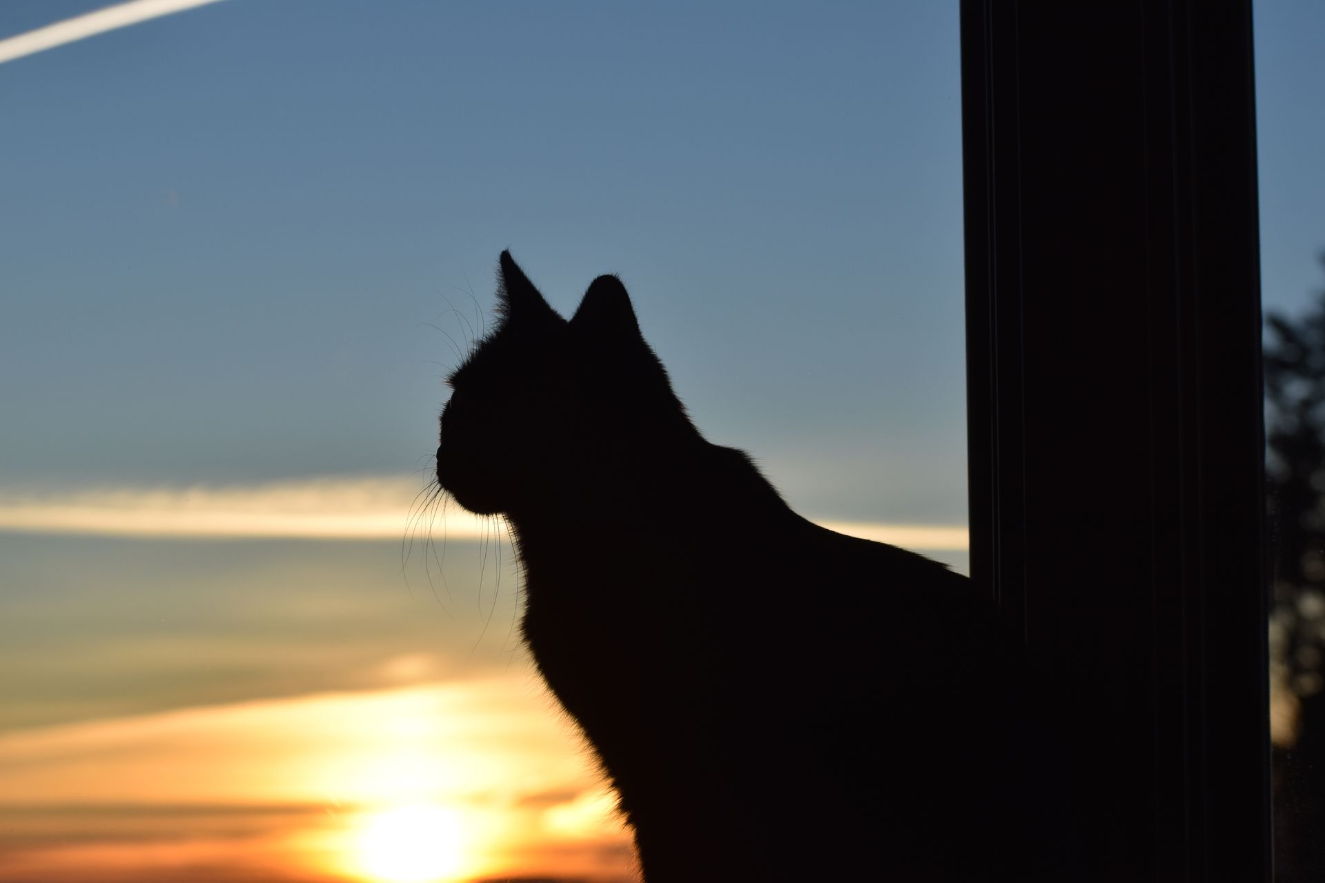 Silhouette of a cat looking out a window at sunset with a dark tree and glowing sky beyond
