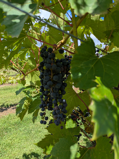 Cluster of dark grapes hanging on a vine in a sunlit vineyard
