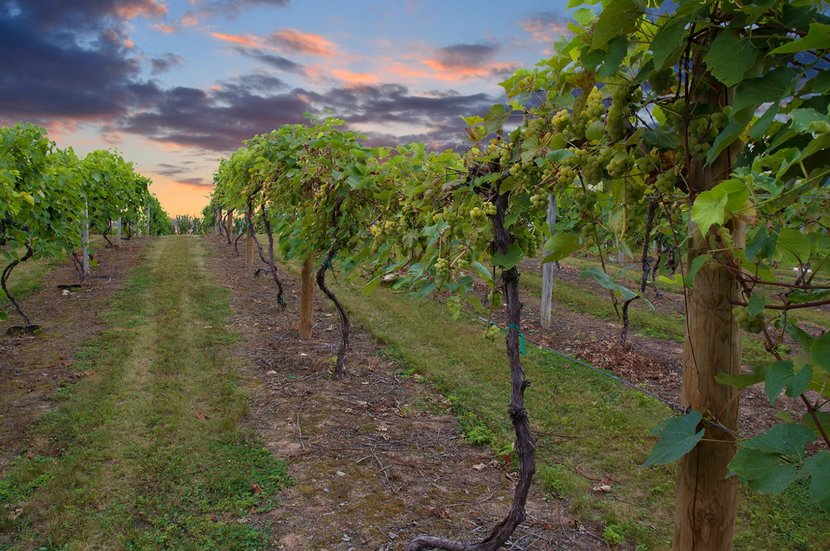 Rows of grapevines in a vineyard at sunset, with a colorful cloudy sky and grassy paths between vines
