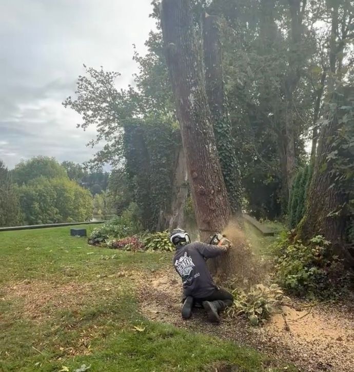 Person using a chainsaw cuts down a tree in a grassy field, with wood chips flying.