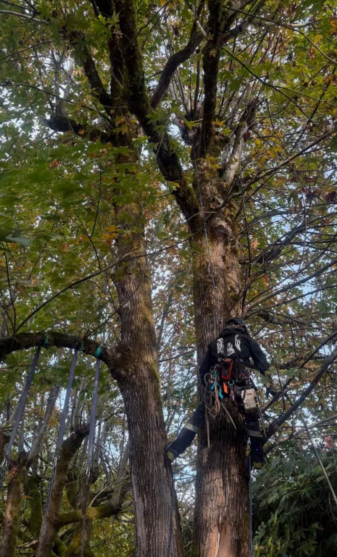 Person rock climbing a tall tree in a wooded area, surrounded by dense green foliage