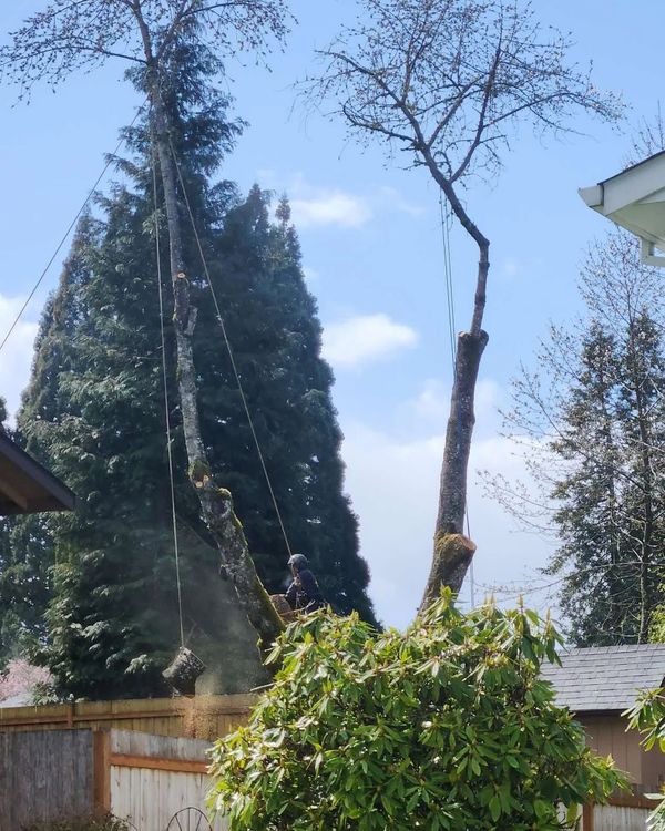 Backyard with a tall, partly bare tree above a wooden fence and green shrubs under a blue sky