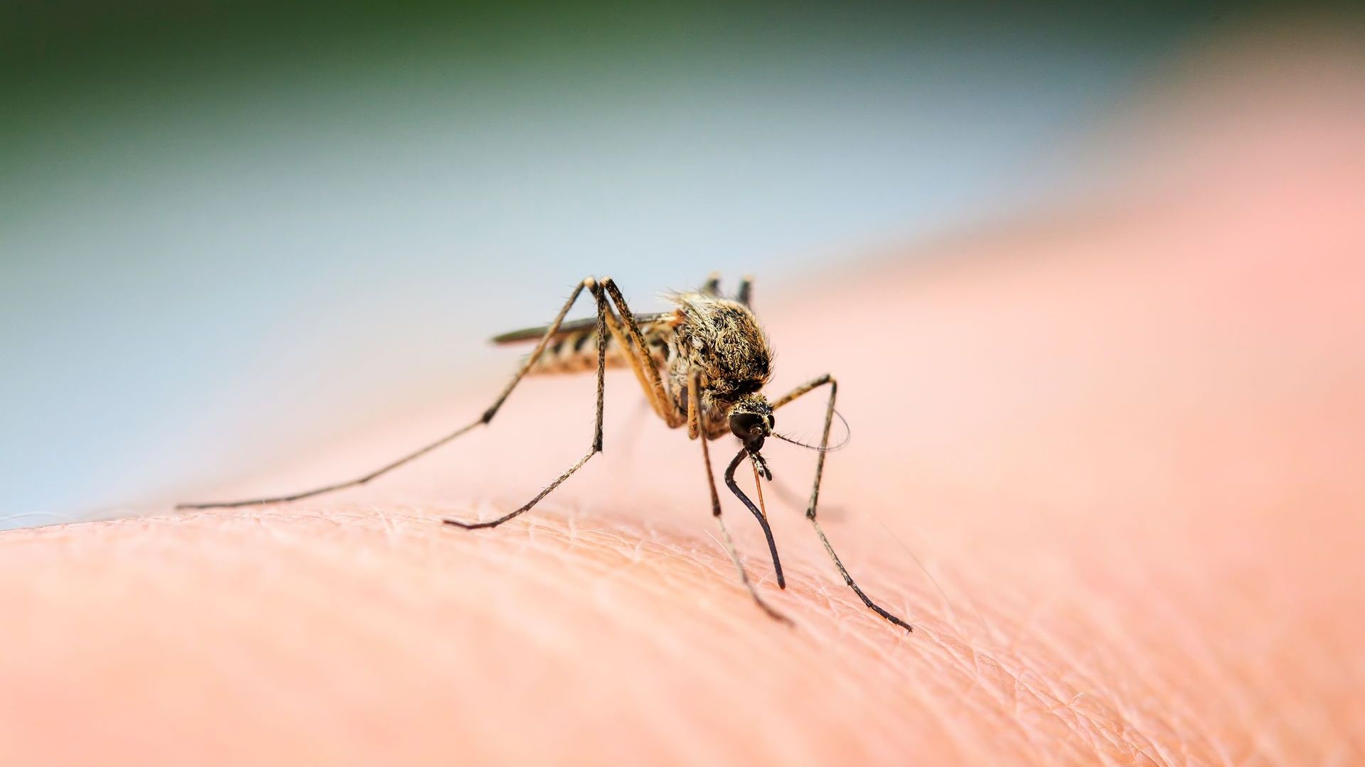 Pest Control in Athens, GA