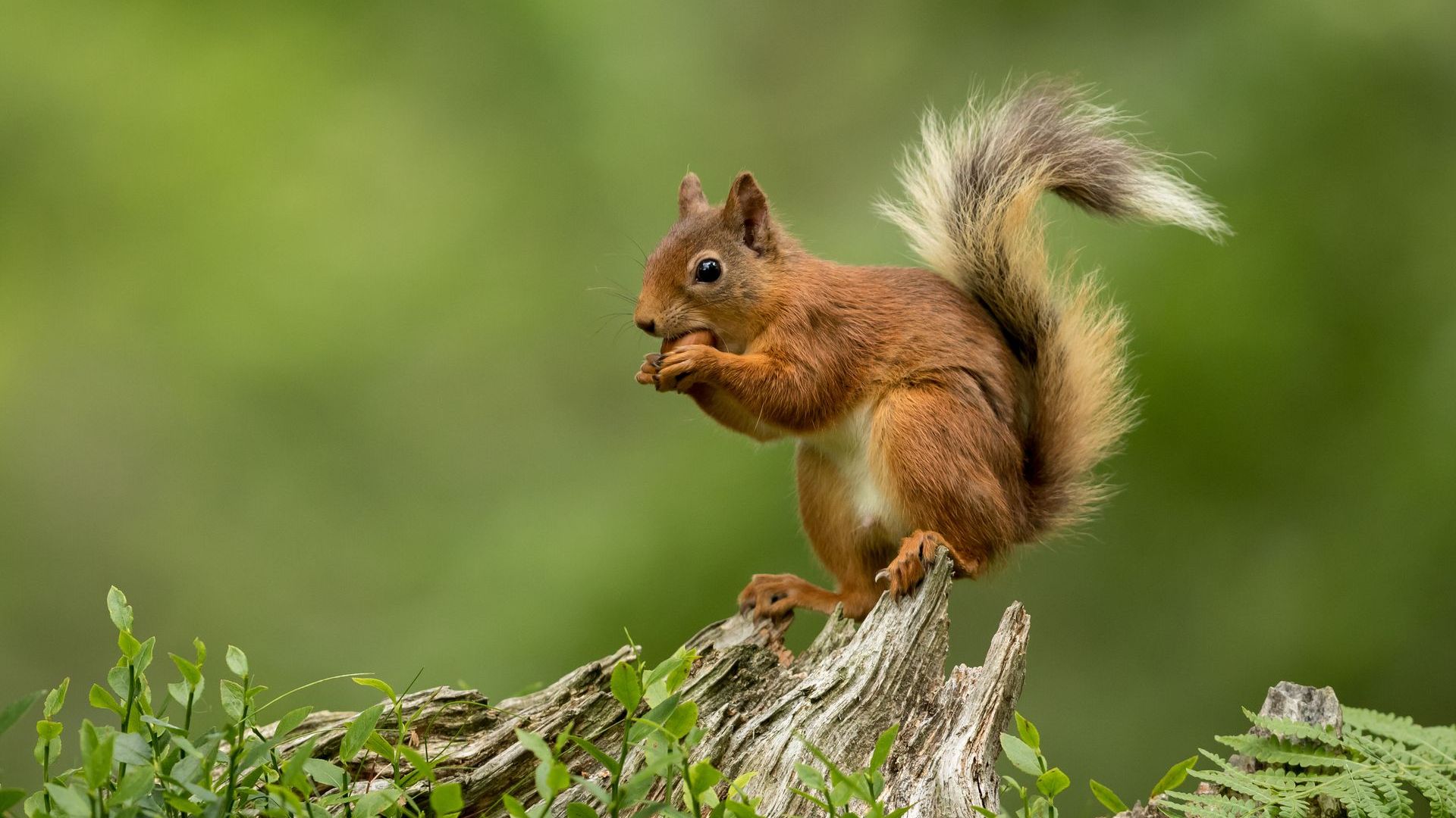 Pest Control in Athens, GA