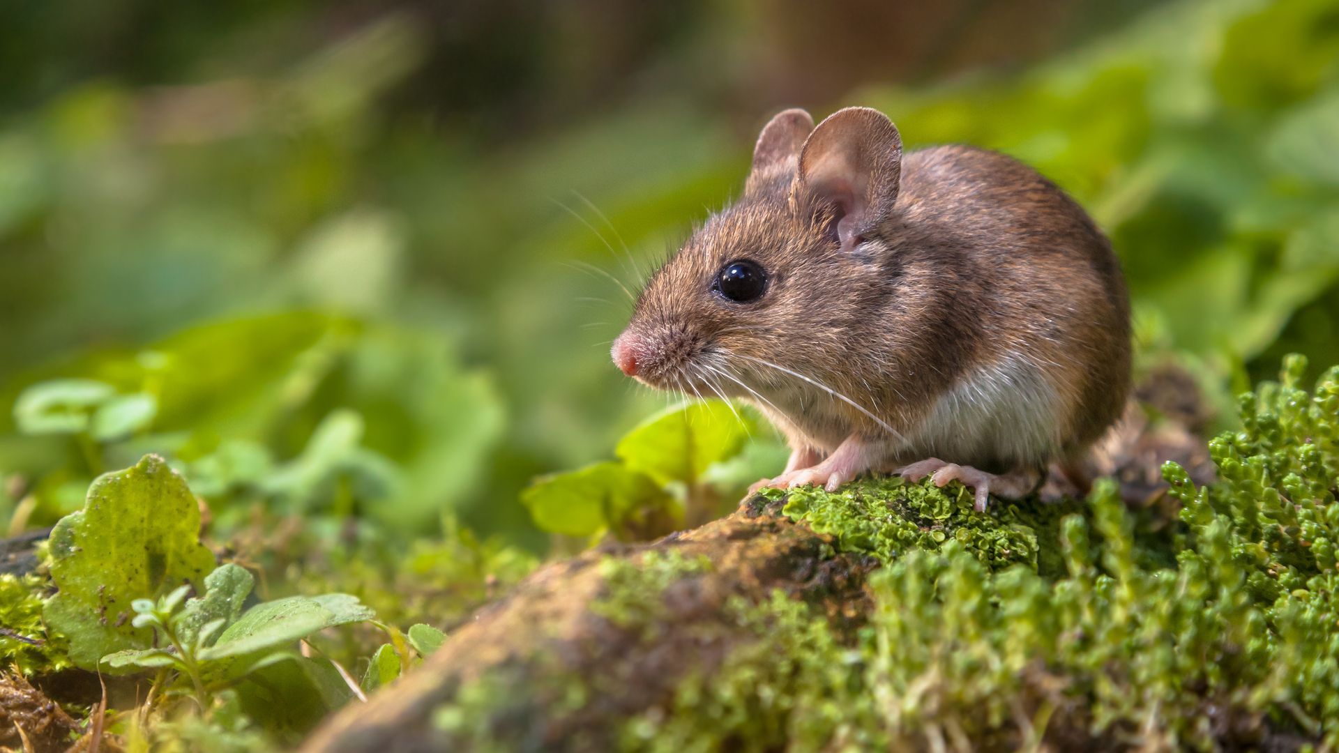 Pest Control in Athens, GA