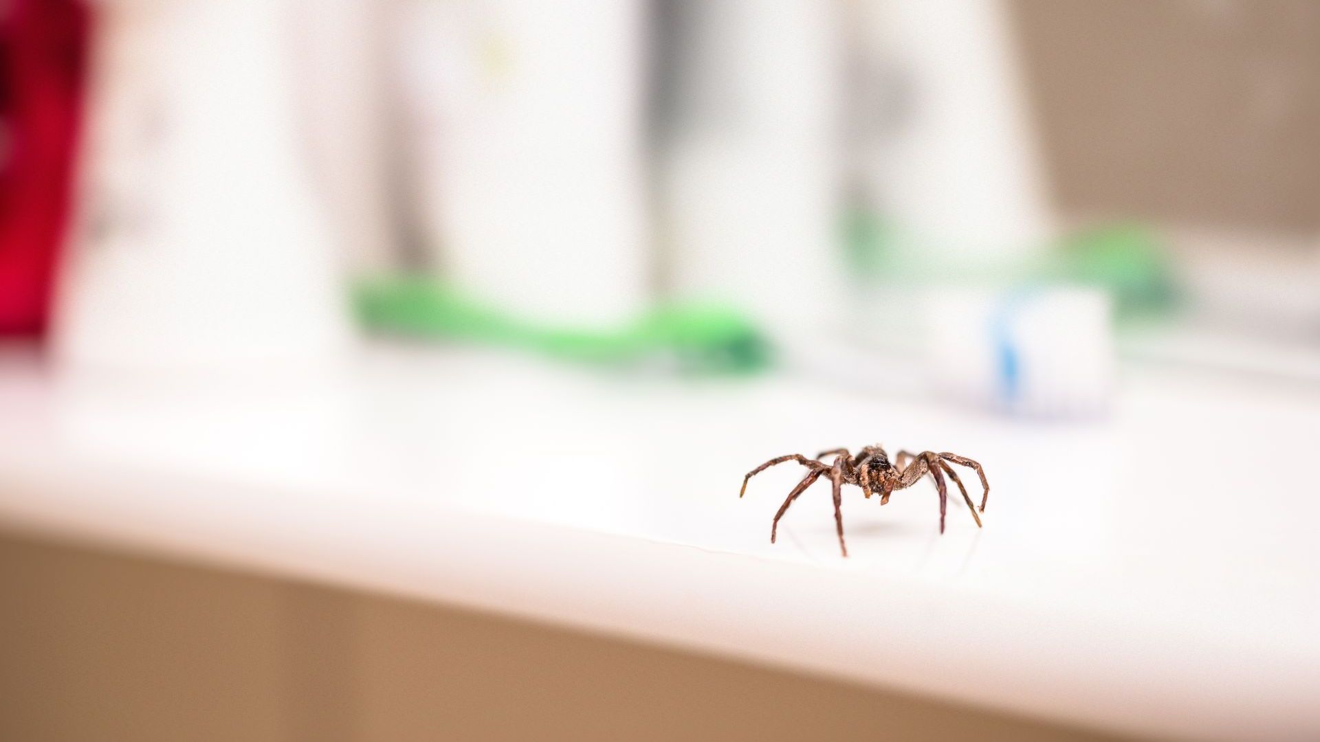 Pest Control in Athens, GA