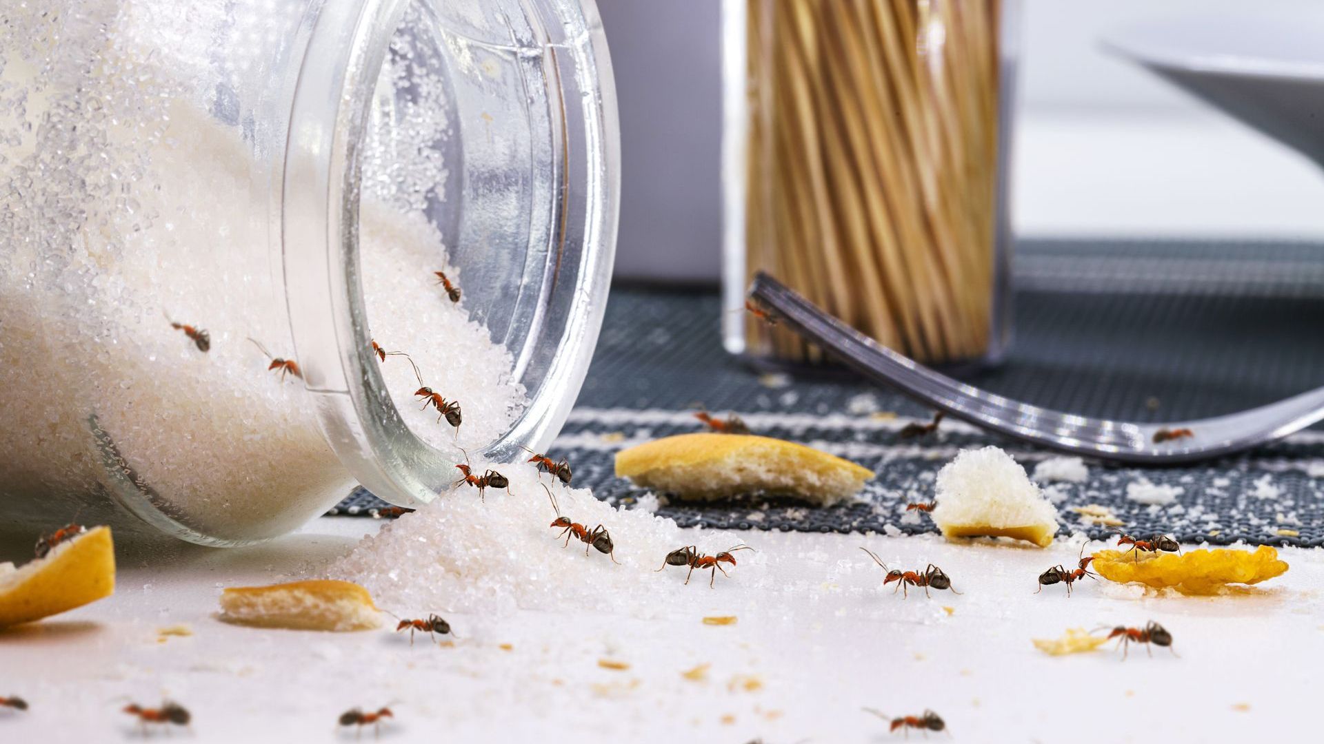 Pest Control in Athens, GA