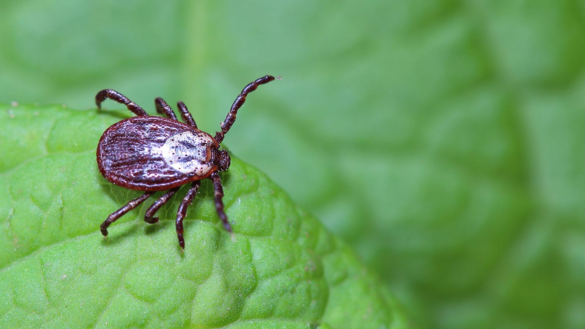 Pest Control in Athens, GA