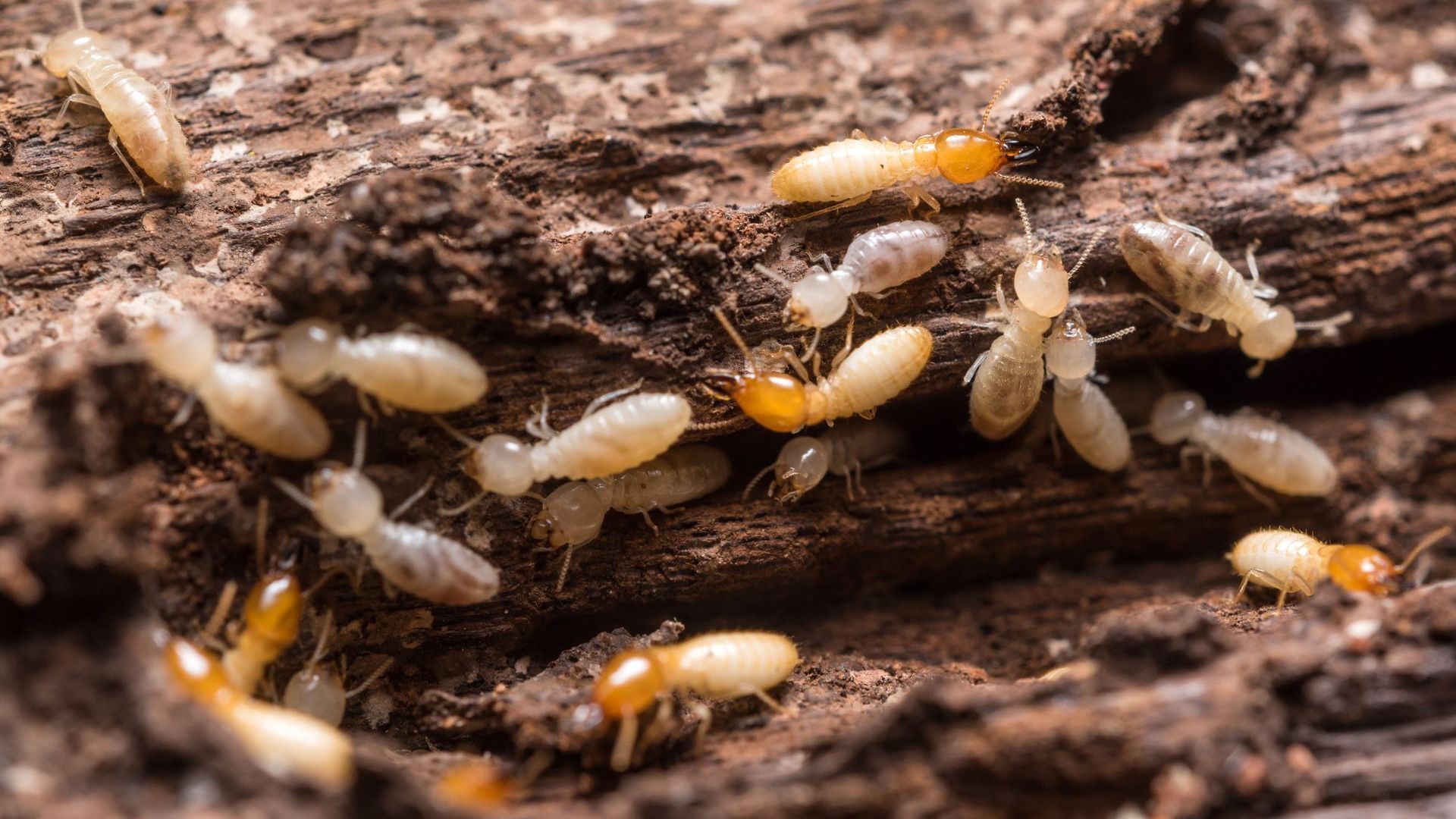 Pest Control in Athens, GA
