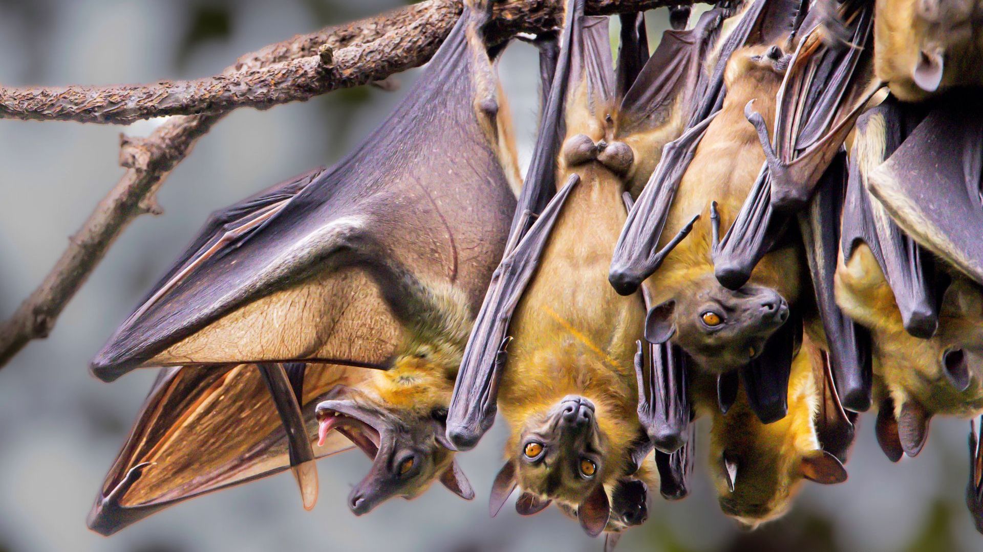 Pest Control in Athens, GA