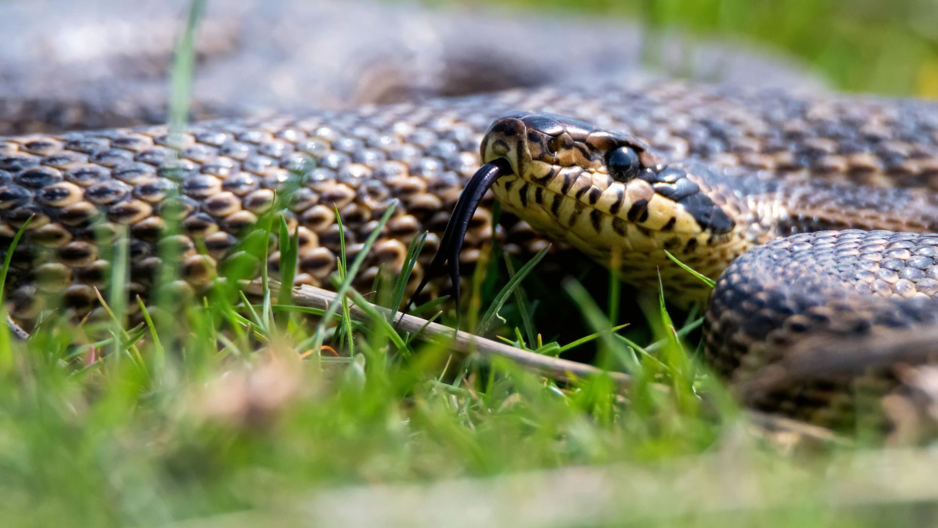 Pest Control in Athens, GA